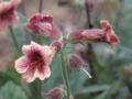 Glutinous Rehmannia