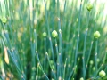 Chinese Ephedra