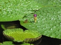 水辺に生育する薬用植物 