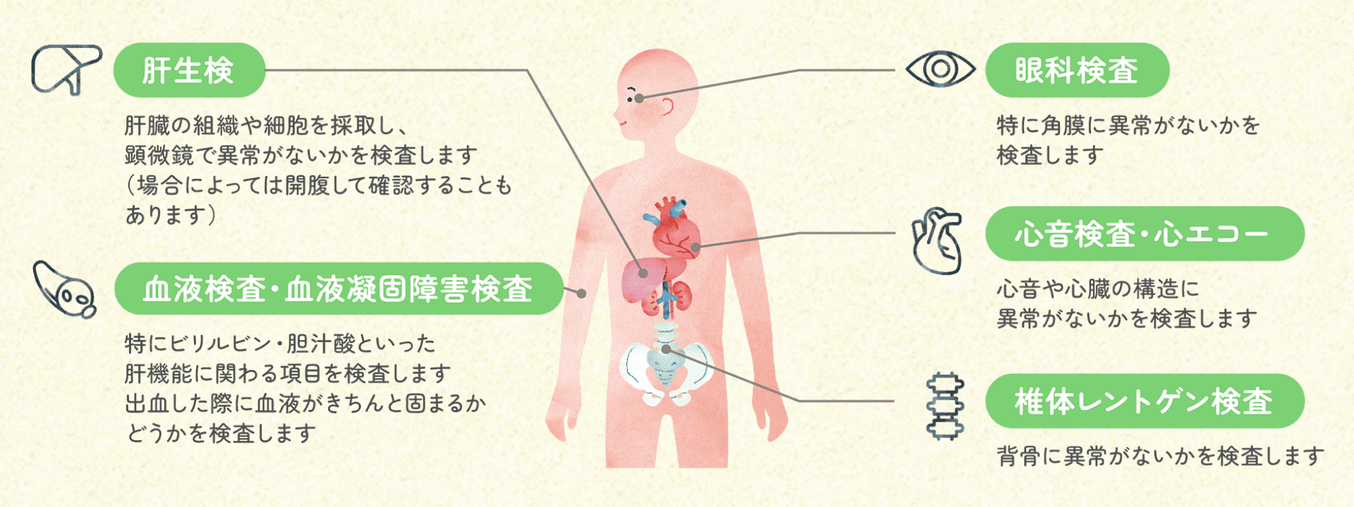 眼科検査 特に角膜に異常がないかを検査します 心音検査・心エコー 心音や心臓の構造に異常がないかを検査します 肝生検 肝臓の組織や細胞を採取し、顕微鏡で異常がないかを検査します(場合によっては開腹して確認することもあります) 血液検査・血液凝固障害検査 特にビリルビン・胆汁酸といった肝機能に関わる項目を検査します。出血した際に血液がきちんと固まるかどうかを検査します 椎体レントゲン検査 背骨に異常がないかを検査します