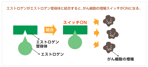 エストロゲンがエストロゲン受容体に結合すると、がん細胞の増殖スイッチがONになる。