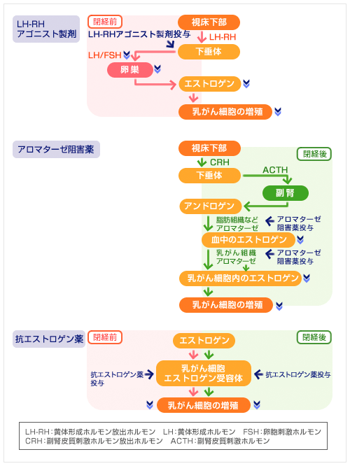 ホルモン療法剤の作用機序説明画像