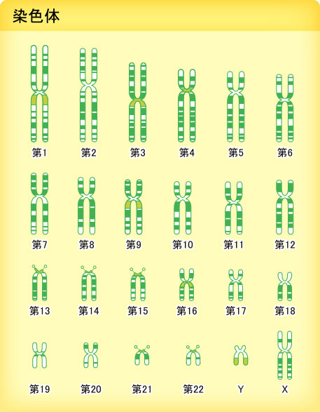 親から子へ遺伝子の変異が伝わる