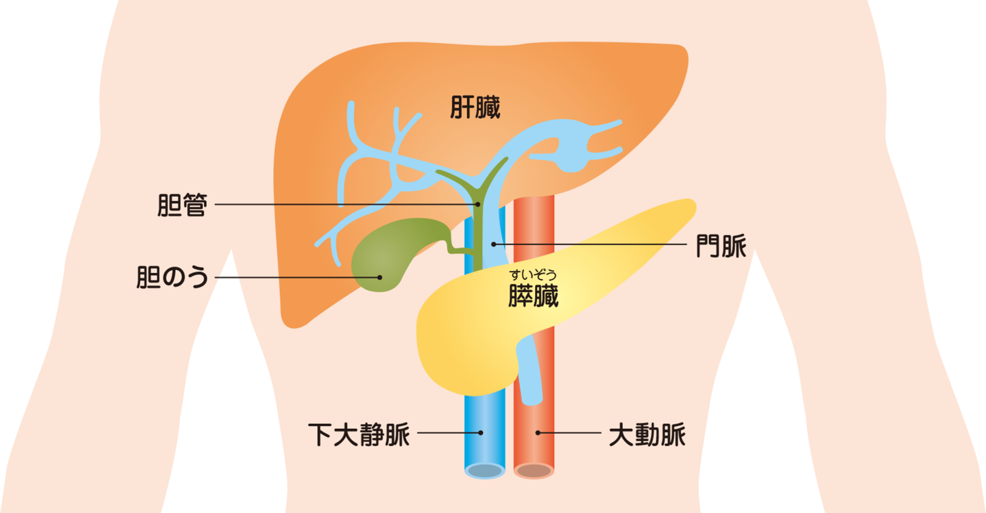 肝臓の位置