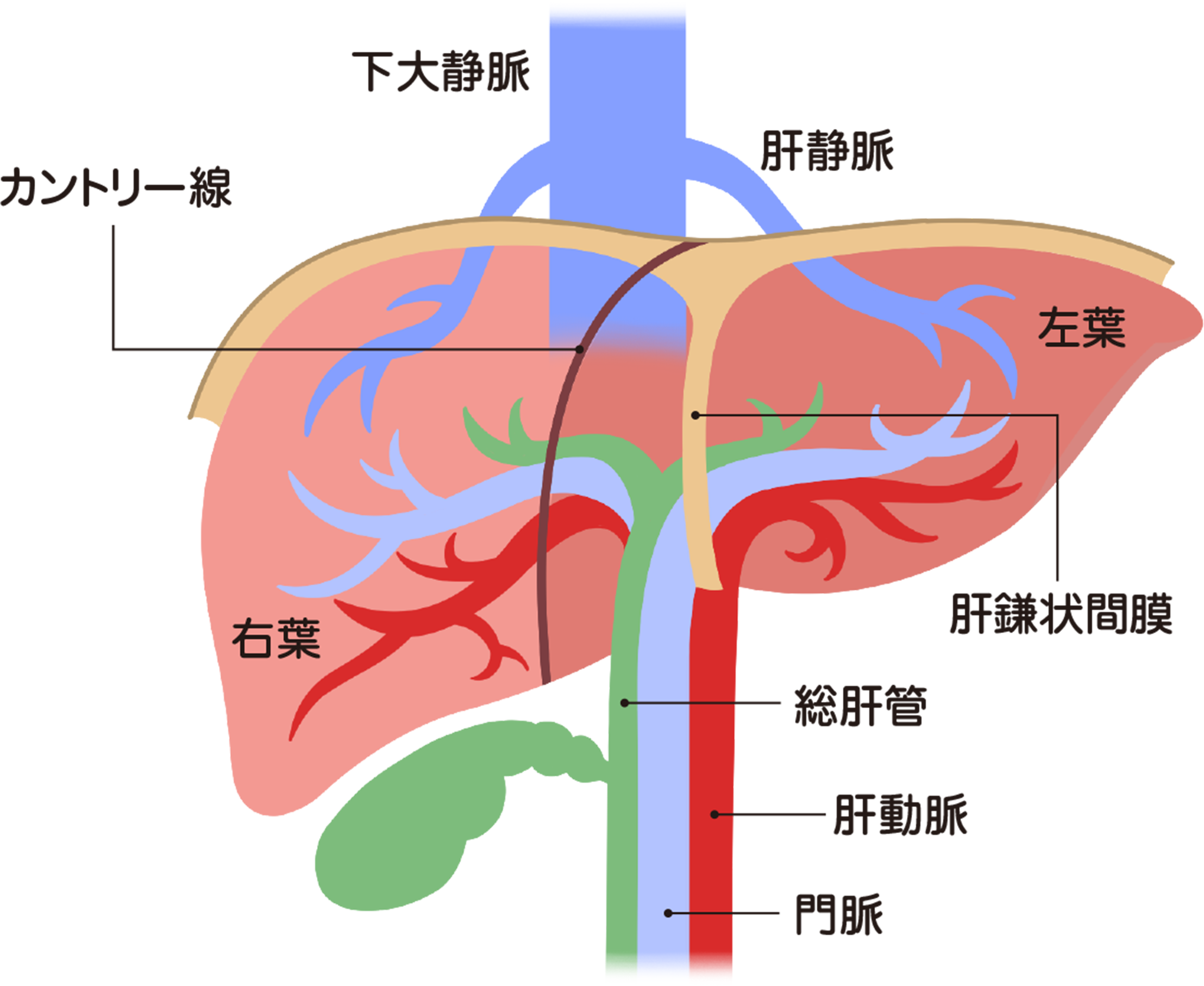 肝臓の構造