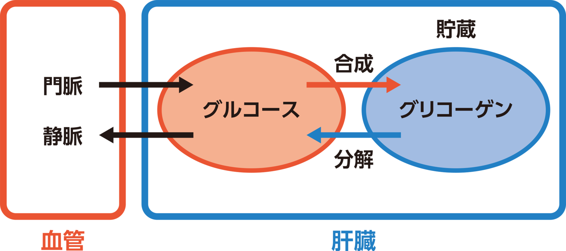 代謝のしくみ