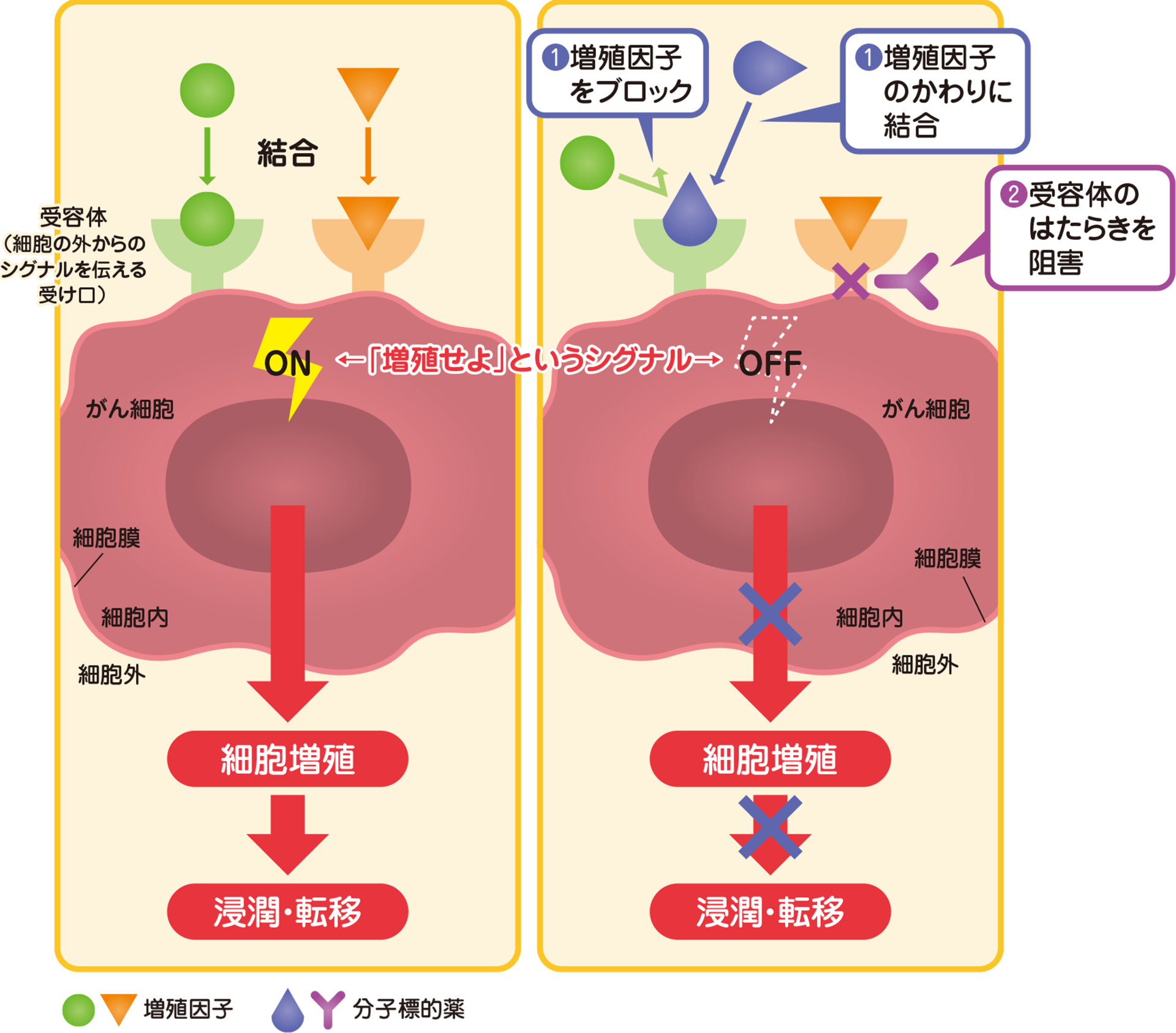 分子標的薬のはたらき