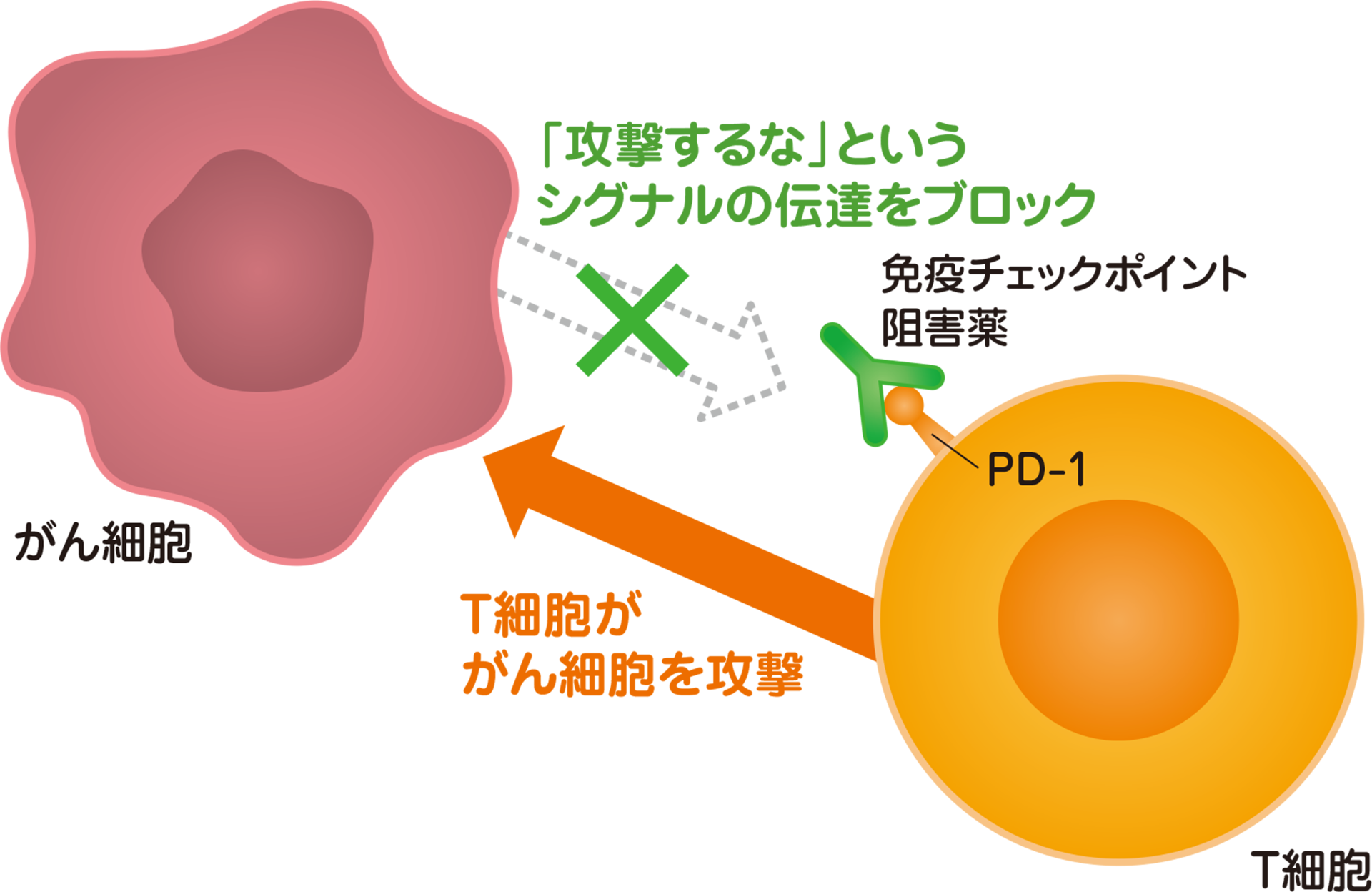 免疫チェックポイント阻害薬のはたらき