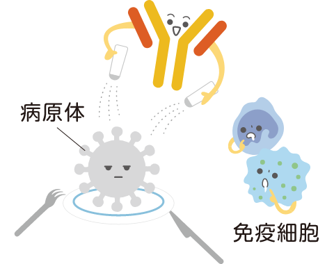 オプソニン化イメージ