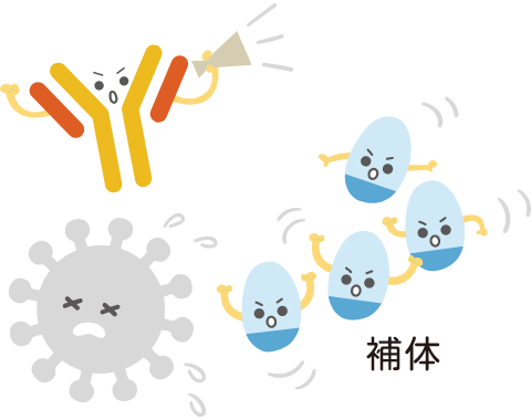 補体の活性化イメージ