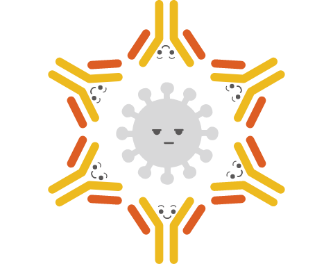 中和作用イメージ