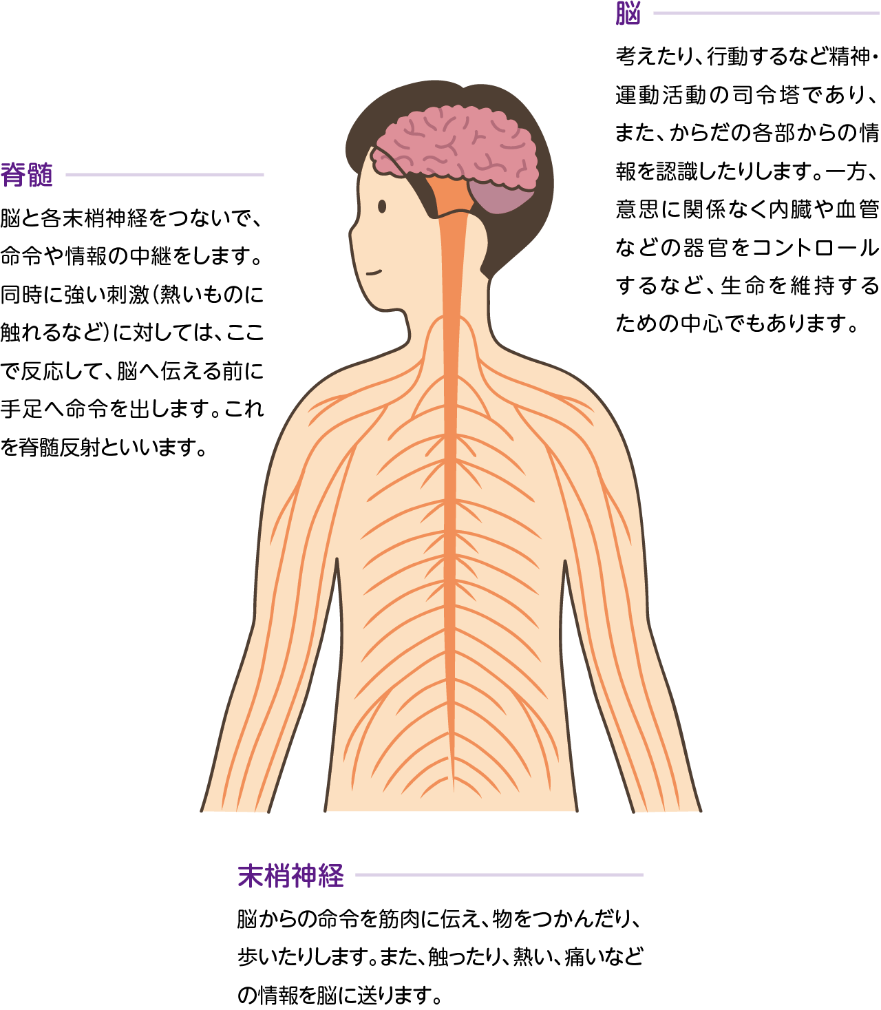 神経系の構造イメージ