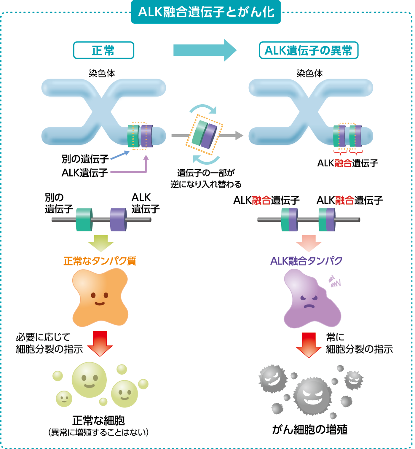 ALK融合遺伝子とがん化