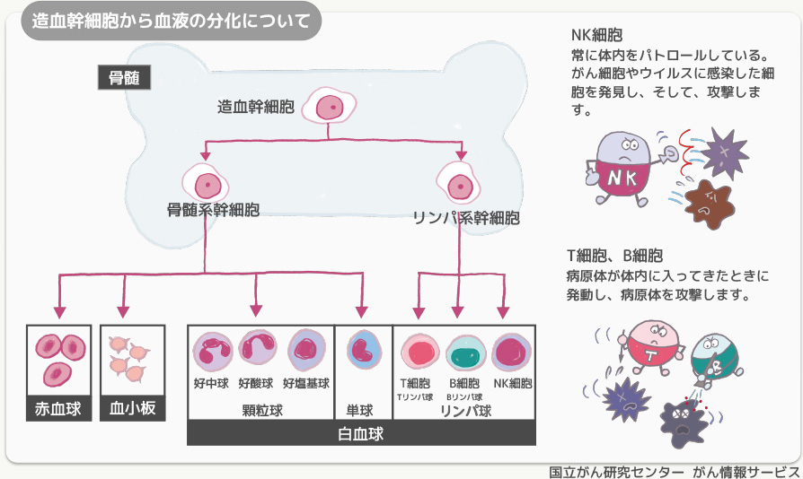 リンパ球の役割 リンパ腫のお話