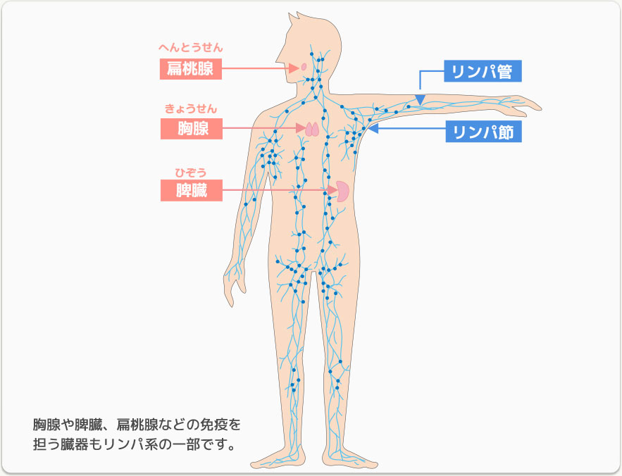 リンパ球の役割 リンパ腫のお話