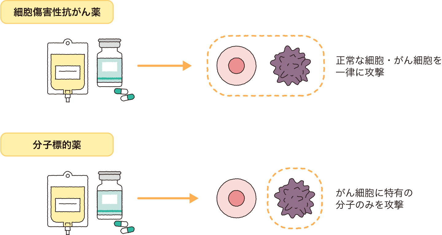 一般的な細胞傷害性抗がん薬と分子標的薬の違い。細胞障害性抗がん薬では、正常な細胞・がん細胞を一律に攻撃する。分子標的薬は、がん細胞に特有の分子のみを攻撃する。