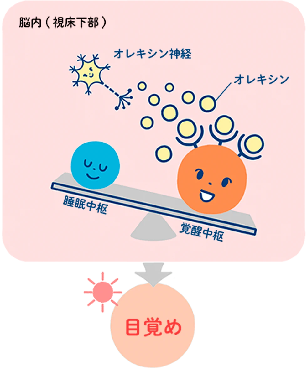 睡眠・覚醒のメカニズムを、睡眠中枢と覚醒中枢が乗ったシーソーで表した図です。健康な人の日中では、脳内（視床下部）でオレキシン神経から分泌されたオレキシンが、覚醒中枢を刺激することで、覚醒中枢側が優位に傾き、その結果目覚めが促される様子が描かれています。