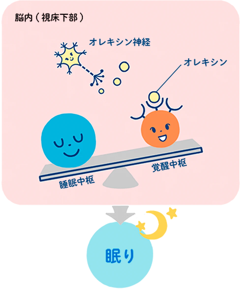 睡眠・覚醒のメカニズムを、睡眠中枢と覚醒中枢が乗ったシーソーで表した図です。健康な人の夜間では、脳内（視床下部）でオレキシン神経からのオレキシンの分泌量が減少することで、睡眠中枢側が優位に傾き、その結果眠りが促される様子が描かれています。