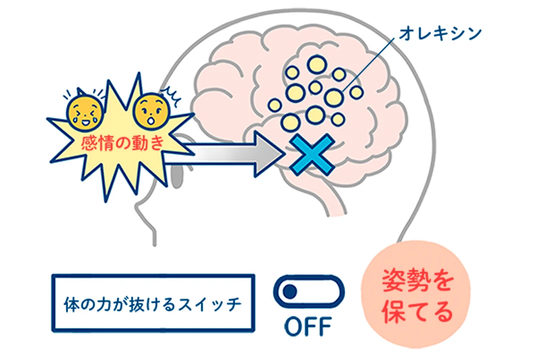 「体の力が抜けるスイッチ」がON/OFFになるメカニズムを表した図です。健康な人で感情が大きく動いたときに、感情の動きが脳に作用するのを、脳内のオレキシンが抑制しています。その結果、「体の力が抜けるスイッチ」はOFFのまま維持され、姿勢を保てる状態になる様子が描かれています。
