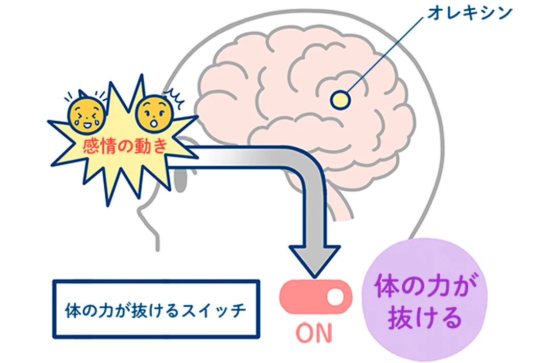 「体の力が抜けるスイッチ」がON/OFFになるメカニズムを表した図です。ナルコレプシータイプ1では、脳内のオレキシンがほとんど作られないため、感情の動きが脳に作用するのを、オレキシンが抑制できなくなります。その結果、「体の力が抜けるスイッチ」がONに切り替わり、「体の力が抜ける」状態になる様子が描かれています。