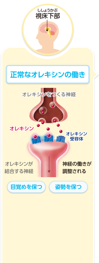 ナルコレプシータイプ1の病態とオーゼイフルの作用