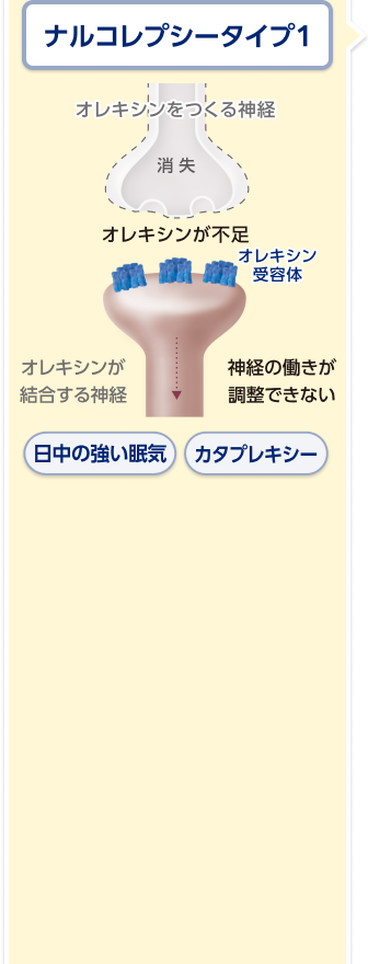 ナルコレプシータイプ1の病態とオーゼイフルの作用