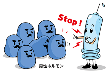 前立腺と男性ホルモンの関係イメージ