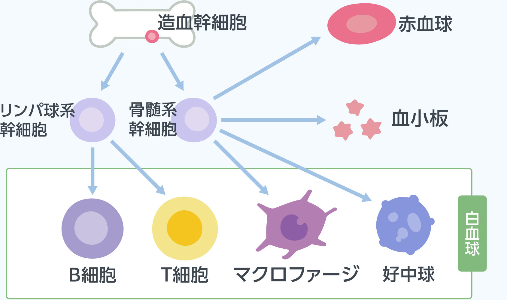 造血幹細胞とは