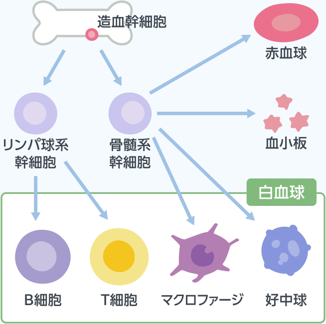 造血幹細胞とは