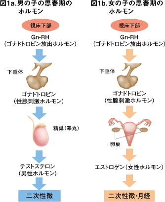 思春期早発症とは 思春期早発症 患者 ご家族の皆様 武田薬品工業株式会社