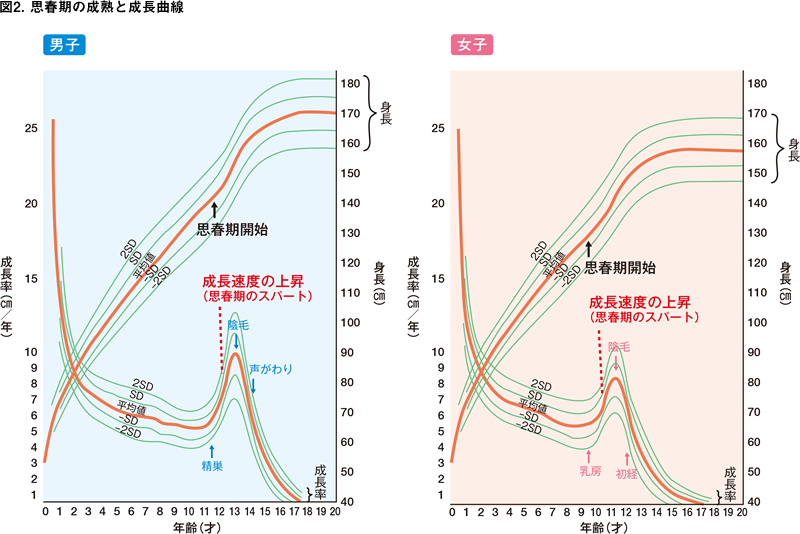 思春期早発症とは 思春期早発症 患者 ご家族の皆様 武田薬品工業株式会社