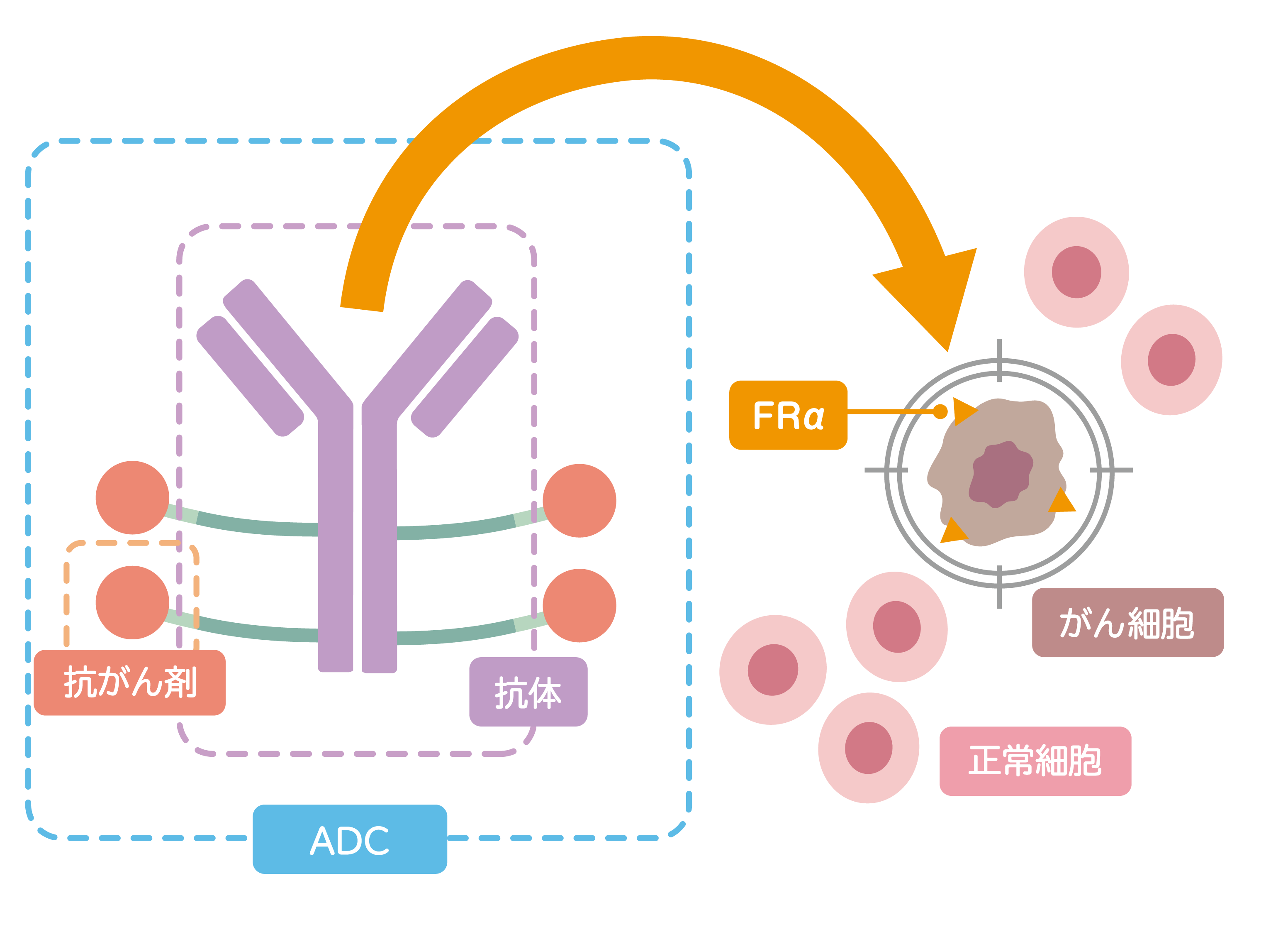 ADC（抗体薬物複合体）