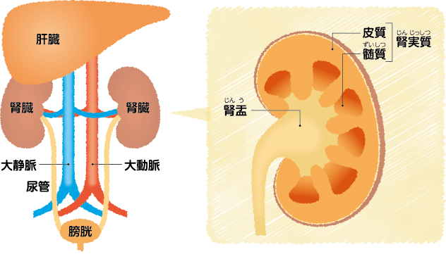 腎臓の構造と働き