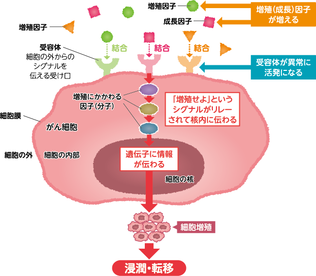 がん細胞が増殖するしくみ