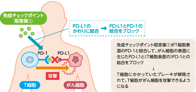 PD-1に対する阻害薬の働き