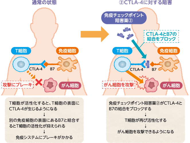 CTLA-4に対する阻害薬の働き