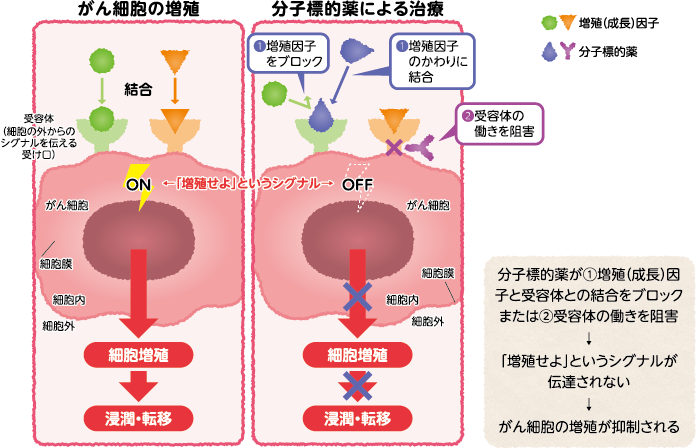 分子標的薬の働き